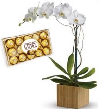 ORQUIDEA BRANCA+CHOCOLATE 12UN