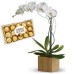 ORQUIDEA BRANCA+CHOCOLATE 12UN