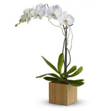 ORQUIDEA PHALAENOPSIS BRANCA